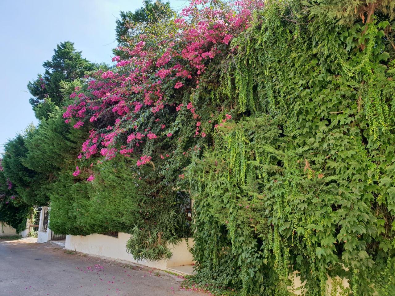 B&B Il Giardino Di Villa Anna Trecase Екстериор снимка
